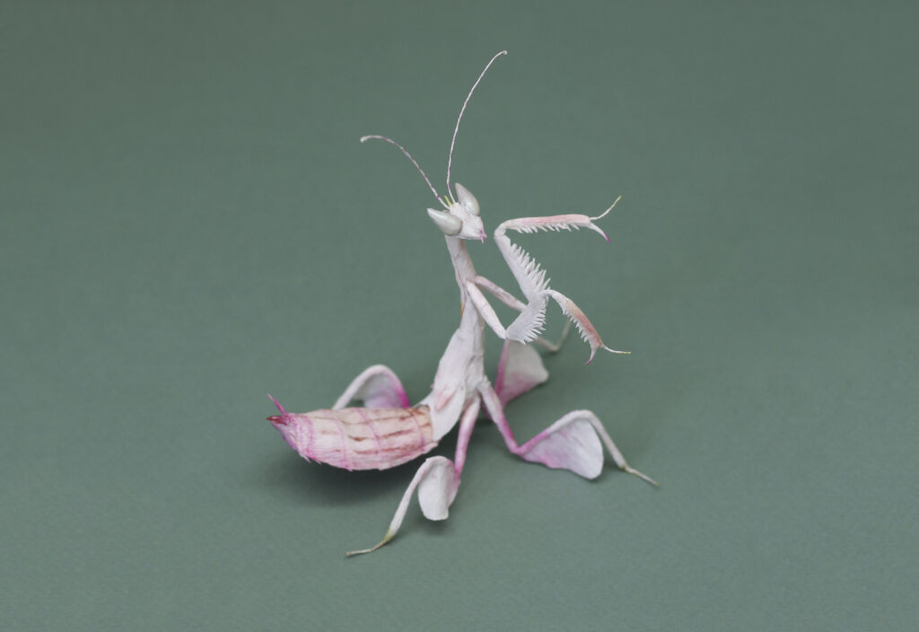 Orchid Mantis faltmanufakturTina Kraus Paper Insects